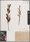 Foto von Salix caprea L. x Salix eleagnos Scop.